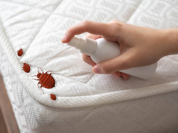 Best Ant Control Services  in Iowa Falls, IA